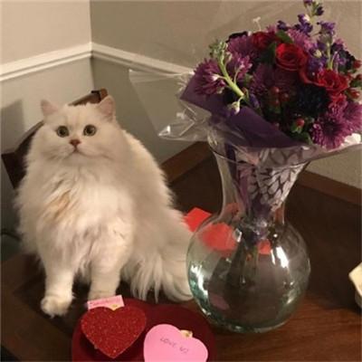 申请QQ号免费立即申请：3分钟快速注册，开启便捷社交生活  第2张