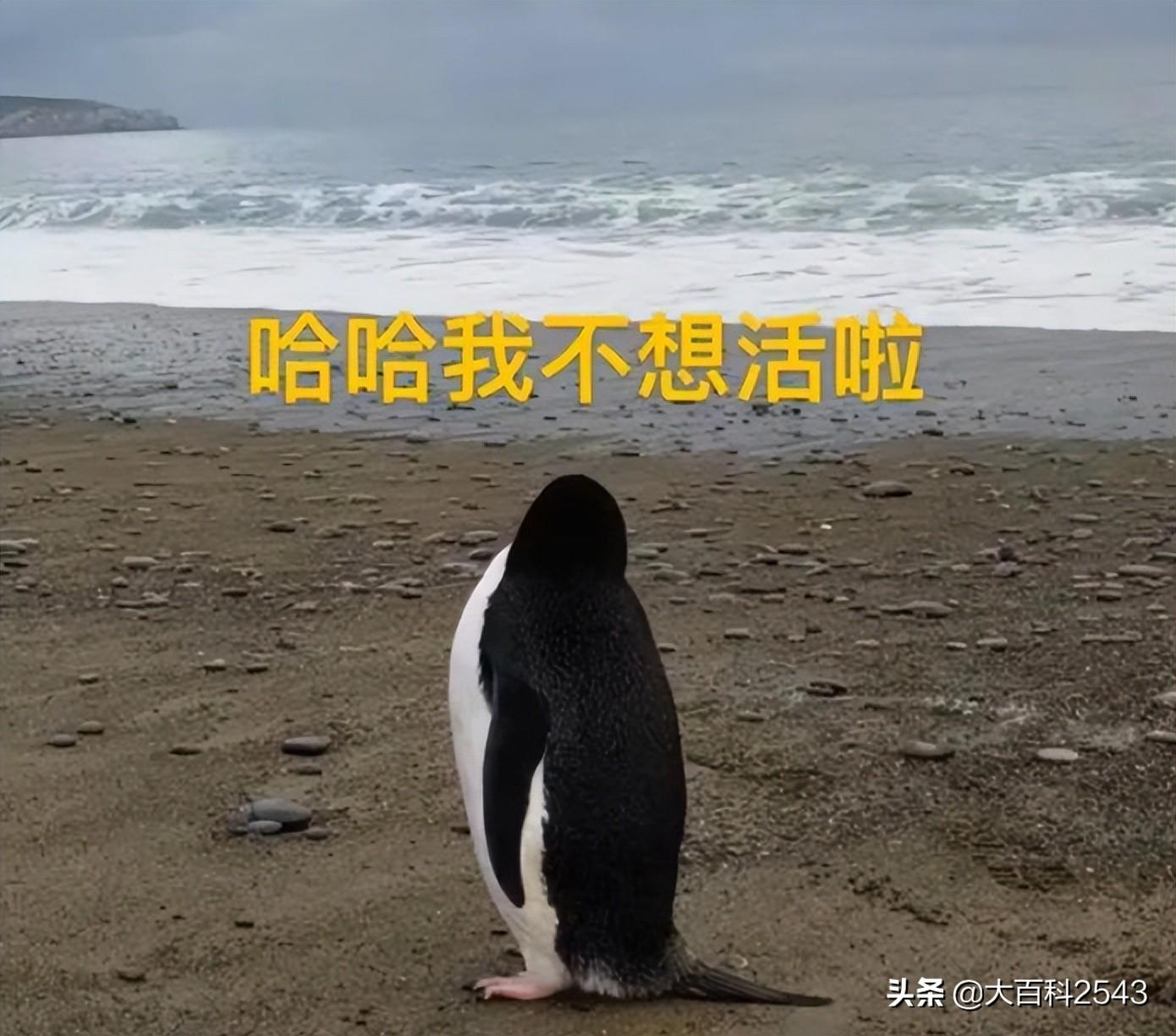 黑客在线qq接单盗号怎么办？紧急应对与全面防护指南  第2张